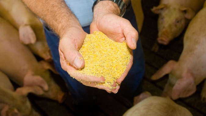 Criadores terão acesso a novos produtos para ração animal pelo Programa de Venda em Balcão