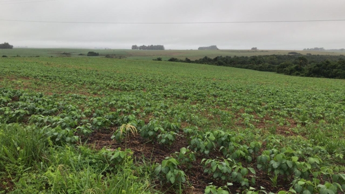 Sul do RS sofre com volumes de chuva, dificuldades para aplicações e estradas em más condições