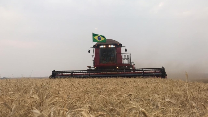 Primeiras lavouras colhidas de trigo e canola na região de Ijuí têm rendimento aba esperado