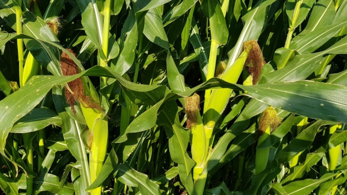 El Niño já afeta clima nas áreas produtoras de milho, aponta EarthDaily Agro