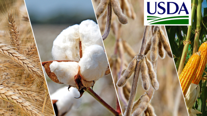 USDA: Embarques semanais de soja dos EUA ficam acima das expectativas do mercado