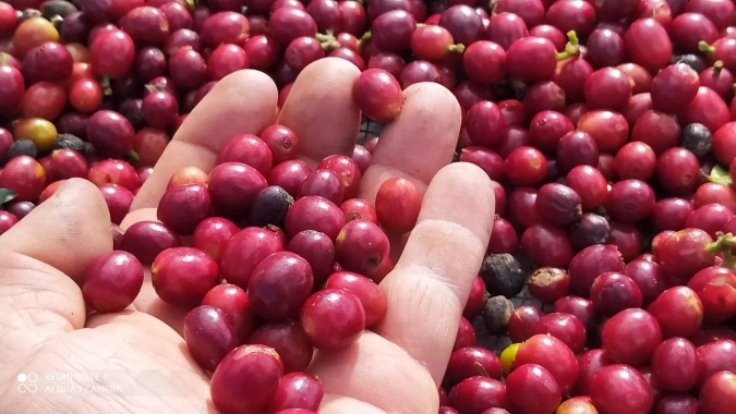 Sem novidades e buscando ajustes, café mantém viés de baixa em Nova York nesta 5ª feira