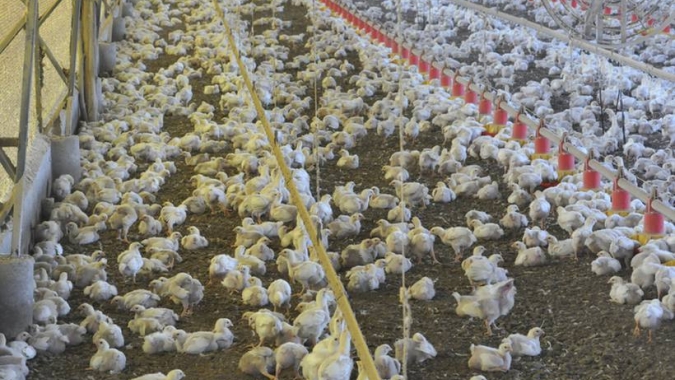 Togo relata surto de gripe aviária H5N1 em granja avícola, diz OIE