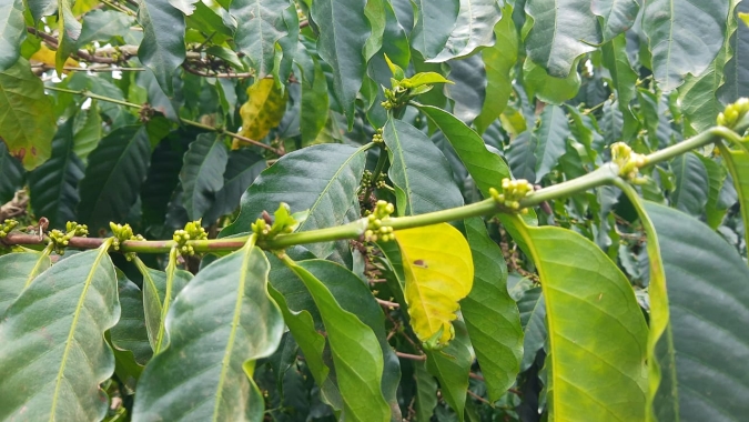 Chumbinhos caem em consequência da seca e especialistas da cafeicultura avaliam impactos para a safra 2021