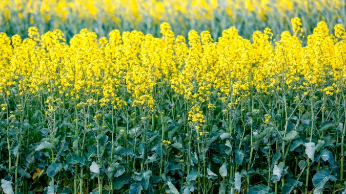 Abrascanola realiza Rally da Canola na próxima semana
