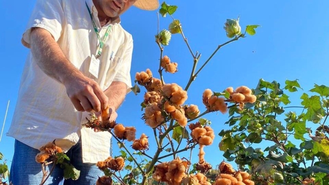 Cultivo orgânico de gergelim e algodão colorido auxilia agricultores mato-grossense a exportarem produção