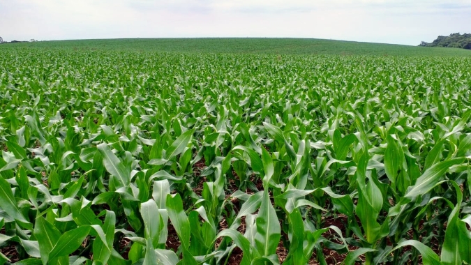 Rio Grande do Sul já plantou 77% da área de milho, segundo Emater