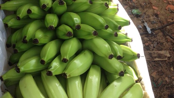 Hortifruti/Cepea: Exportações de banana estão em constante crescimento