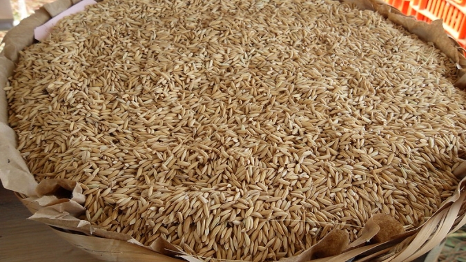 Abertura da Colheita do Arroz discutirá tendências para o mercado de grãos