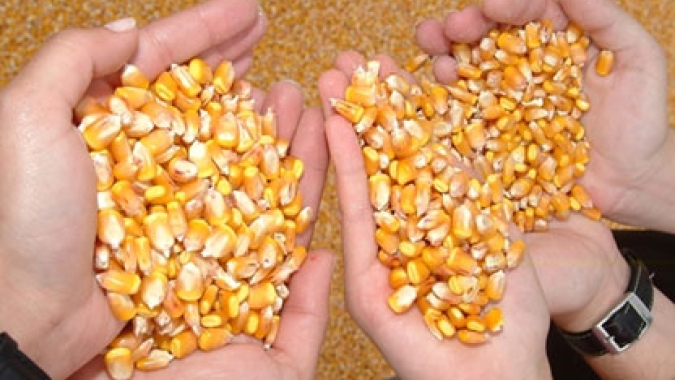 Sementes de milho ucranianas fluem para a Europa em mais uma mudança no comércio agrícola