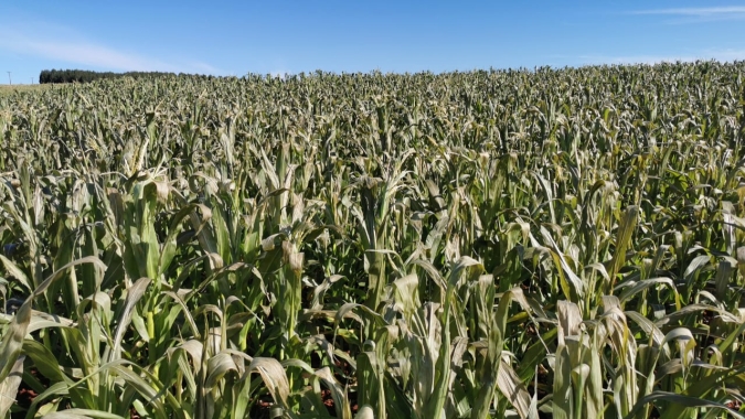 Adoção de tecnologias pode mitigar efeitos negativos da seca na produção agrícola