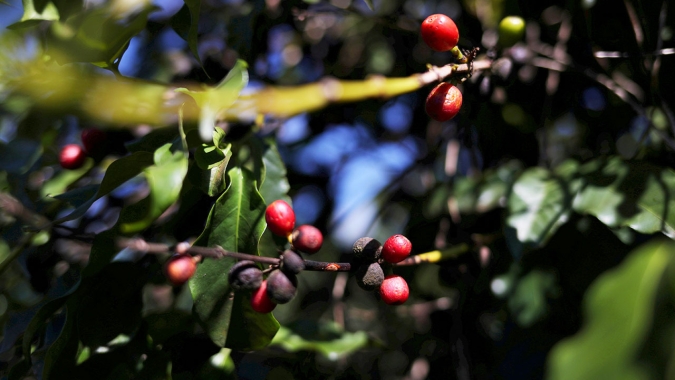 Café: NY passa operar com quedas nesta 2ª; previsão de novas chuvas ajuda a derrubar os preços