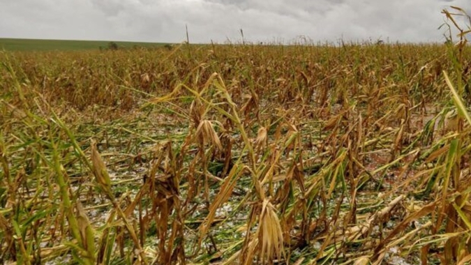 Estiagem já tirou 60% do milho em Maringá/PR, mas geadas em julho podem causar ainda mais perdas