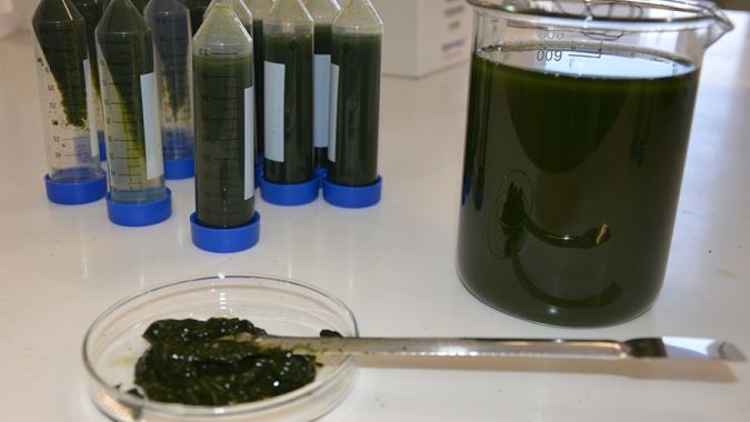 Novo bioinsumo à base de algas melhora crescimento e defesa das plantas