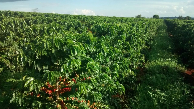 Incertezas no consumo superam estoque limitados e café termina dia em queda