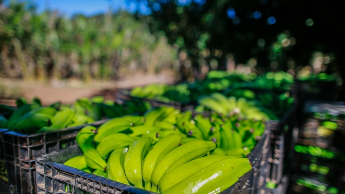 Banana: demanda eleva preço da nanica no semiárido