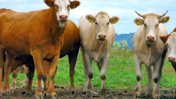 Rabobank: Importações de carne bovina na China devem ser lentas, mas recuperação vem no segundo semestre