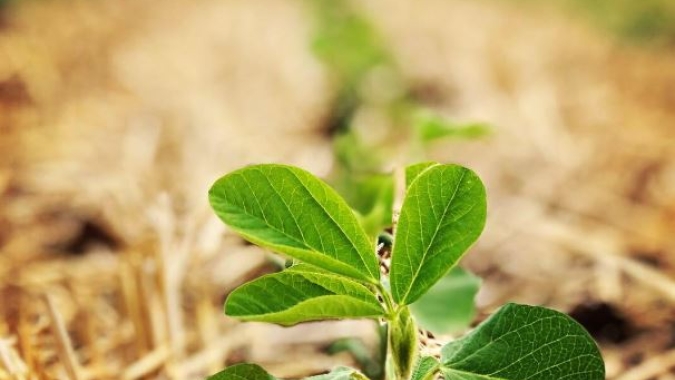 SP: Confiança do Agronegócio fecha 4º trimestre com melhor resultado da série histórica e marca 123,8 pontos