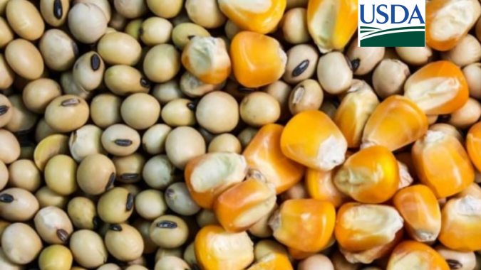 USDA reduz estoques finais de soja das safras velha e nova dos EUA; safra global 22/23 aumenta