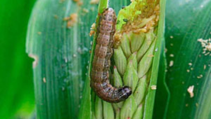 Novo bioinseticida usa microrganismo com alta eficiência no controle da lagarta-do-cartucho