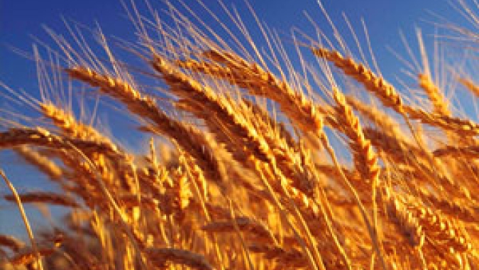 Santa Catarina amplia a produção de cereais de inverno e dá competitividade à pecuária