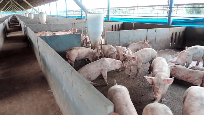 Demanda externa faz preços dos suínos dispararem em Santa Catarina. Casos de PSA em 19 países, além da China, motivam compras