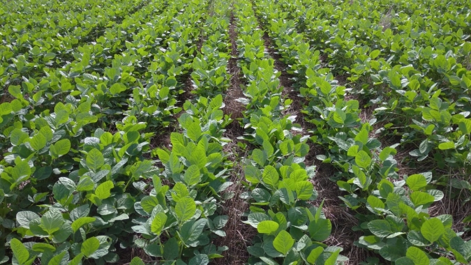 Associação de agronegócio do Brasil reage contra lei da UE sobre desmatamento