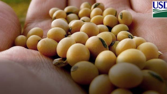 Brasil deve exportar 8,8 mi t de soja em julho, prevê Anec