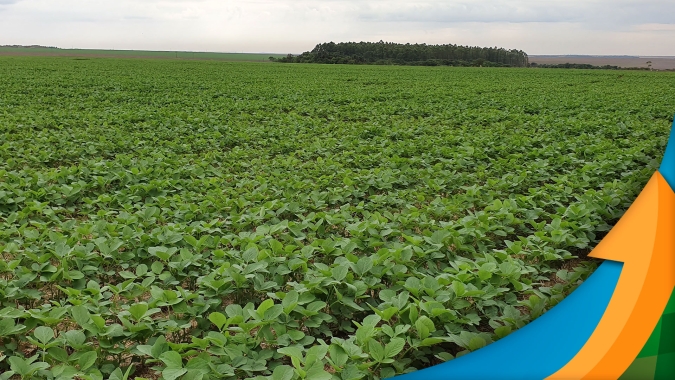 Soja do Centro-Oeste apresenta vigor de vegetação acima da média, mas lavouras do Sul preocupam