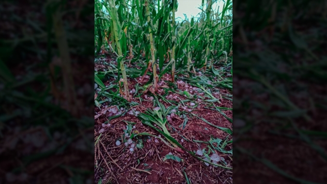 Estiagem já tinha tirado 30% da produção de milho em Campo Mourão/PR, agora granizo trouxe perdas pontuais ainda maiores