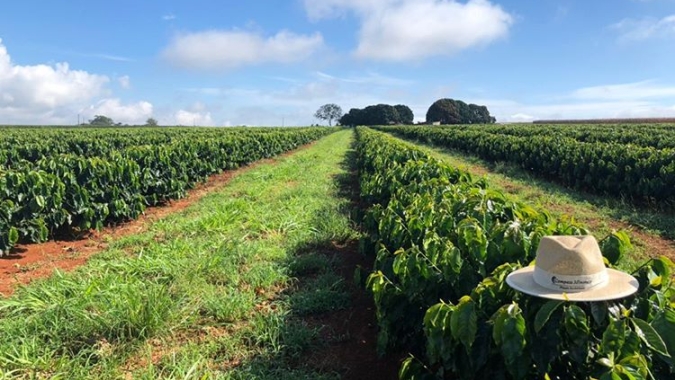 Atenção nos cafezais: pouco magnésio e braquiária demais