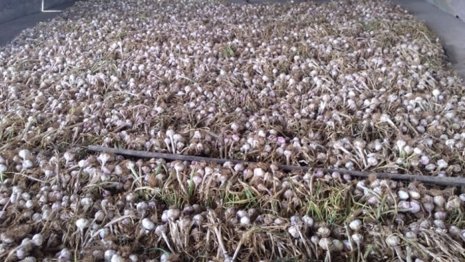 Pequeno produtor assistido pela Emater investe em cultivo de alho e colhe oito toneladas por hectare em Águas Lindas de Goiás