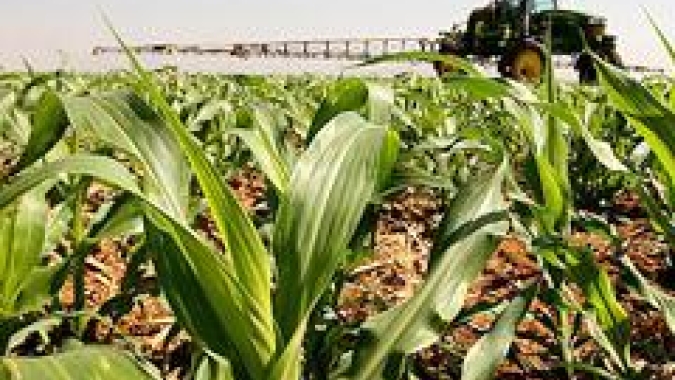 AgRural: Plantio de milho verão chega a 21% no Centro-Sul com RS ainda lento