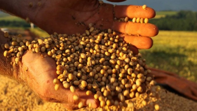 USDA: Vendas semanais de soja dos EUA ficam acima das expectativas do mercado