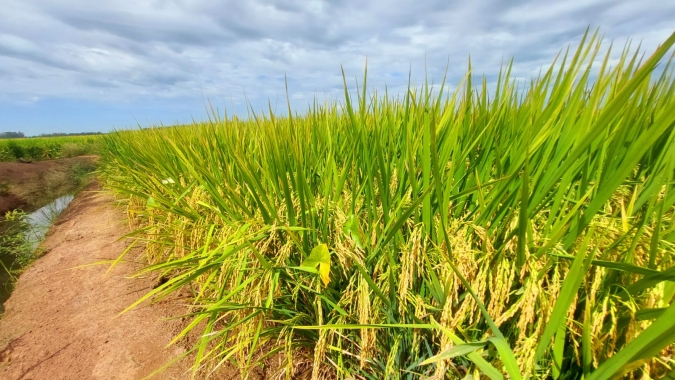 Câmara Setorial do Arroz debate custos de produção anunciados pela Conab