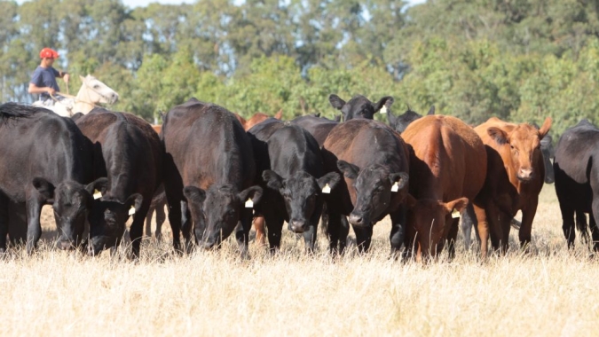 Parceria entre IZ e criador de Angus auxilia na identificação de genes relacionados à resistência à babesiose bovina