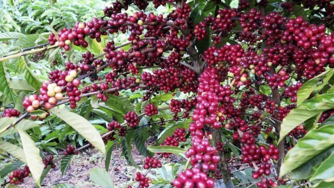 Café: NY encerra sessão com quedas; mercado interno tem dia tranquilo no BR