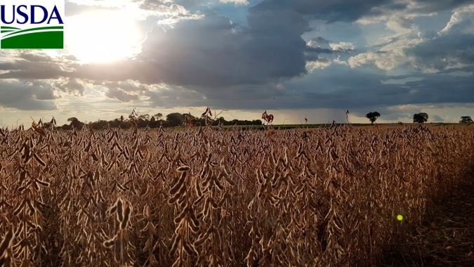 USDA informa venda de 123,5 mil toneladas de soja nesta 2ª feira