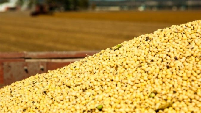 Boletim Agro em Dados destaca bom desempenho da soja e retorno da produção para a economia goiana
