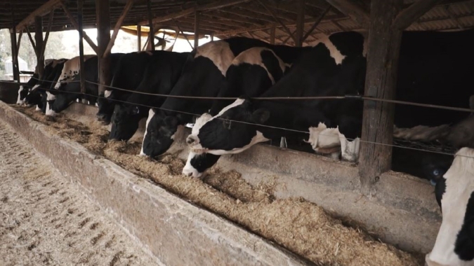 MG: IMA alerta para a vacinação contra a brucelose no estado