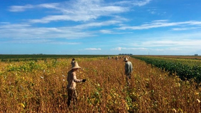 Cepea: população ocupada no agronegócio manteve-se estável no 1º trimestre