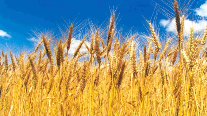 USDA: Vendas semanais de trigo dos EUA caem para 14,10 mil t de 21/22, mas sobem da safra nova