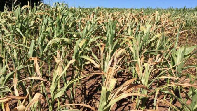 Andamento da colheita de milho na Europa confirma danos pela seca