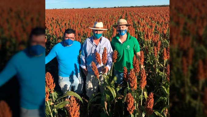 Oeste da Bahia aposta na cultura do sorgo para se livrar de pragas, combater nematoides e preparar palhada para a soja