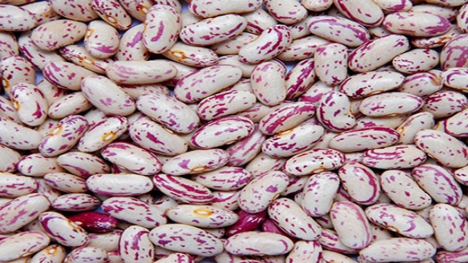 Ibrafe: Feijão-rajado vai ou não ter consumo?