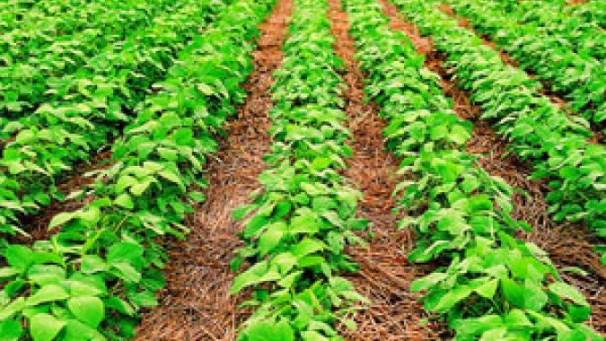 Soja 2022/23: Pátria Agronegócios informa plantio concluído em 5,27% no Brasil, acima da média