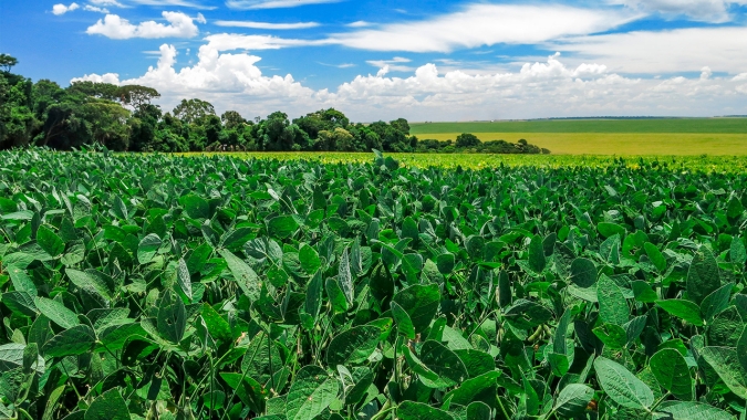 Agricultores levantam custos da produção de grãos em Xanxerê