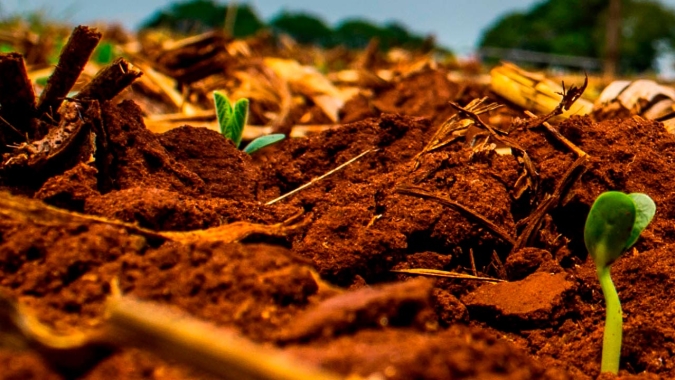 Plantio da soja na Bahia deve ganhar força após dia 25 de outubro e produtores se preocupam com a ferrugem asiática