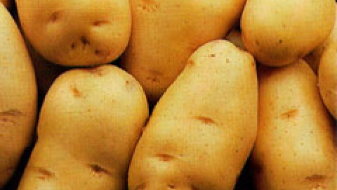Batata/Cepea: Colheita normaliza e preços recuam