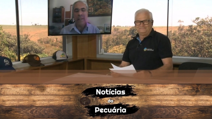 Primeira semana de agosto fecha com valorização de boi gordo e suínos